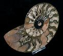 Beautiful Black Ammonite - Inches (Half) #4538-1